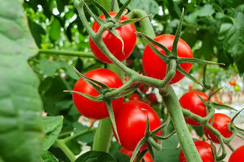 Vertical Grow Racking For Vertical Farming